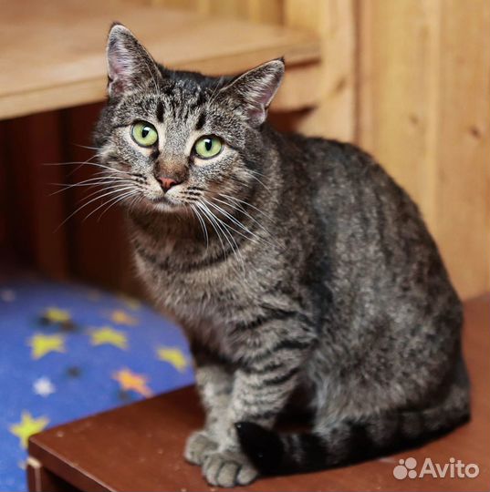 Кошечка 3 года, Алиса