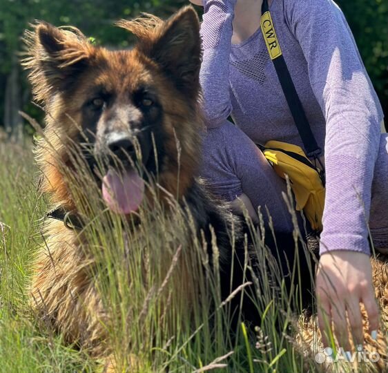 Немецкая овчарка