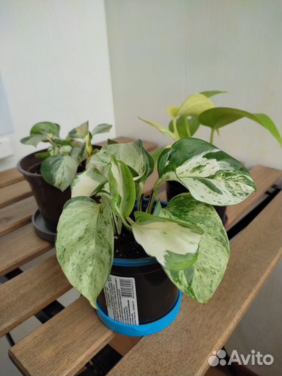 Эпипремнум хеппи лиф