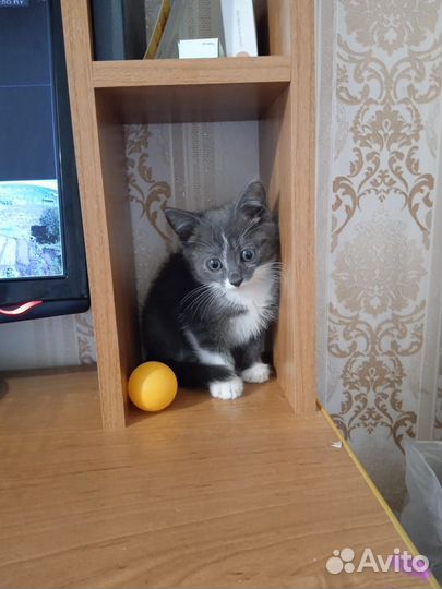 Котята в добрые руки даром.Мальчики