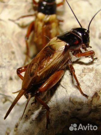 Кормовые насекомые