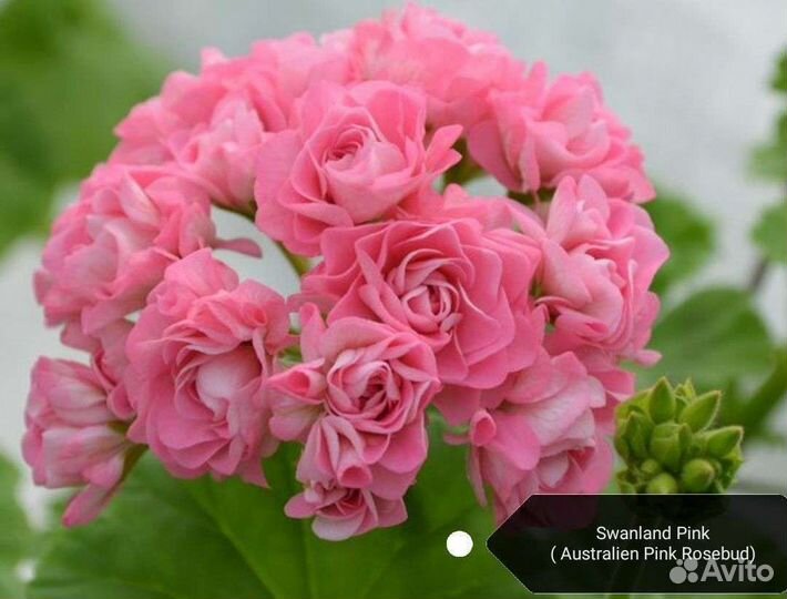 Пеларгония