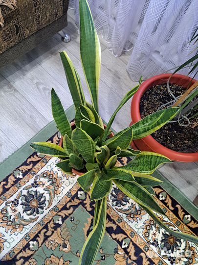 Сансевиерия сортовая