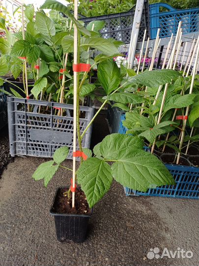 Саженцы малины