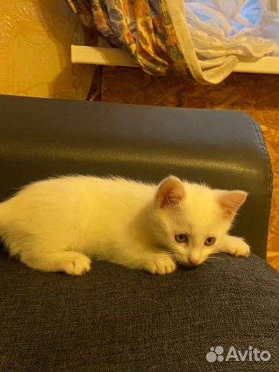 Кошка в дар