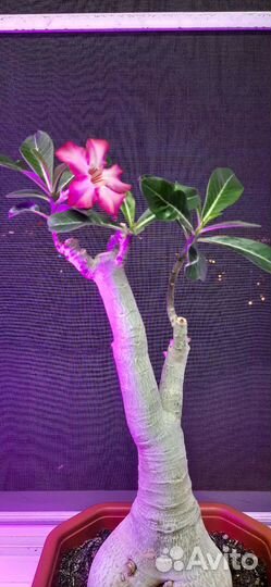 Домашнее растение Адениум