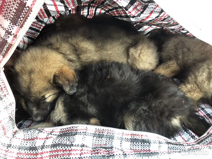 Щенята в доьрые руки