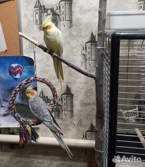 Попугай корелла