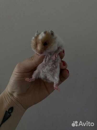 Сирийские хомячки