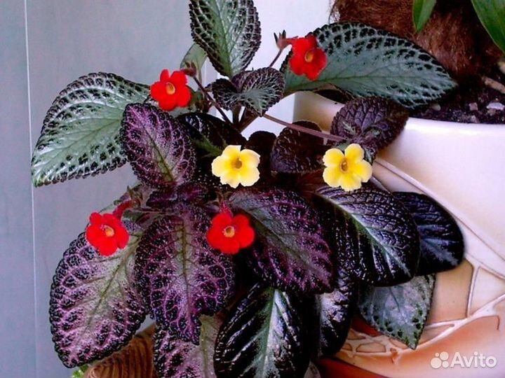 Эписции обычные и акварельные