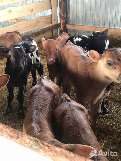 Телята доставка с выбором