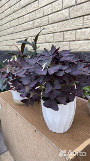 Комнатные цветы