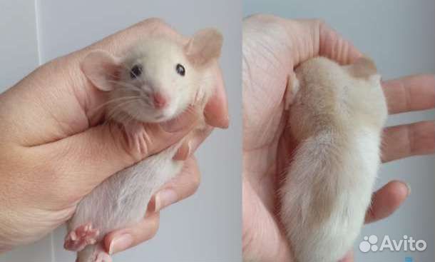 Крысята дамбо