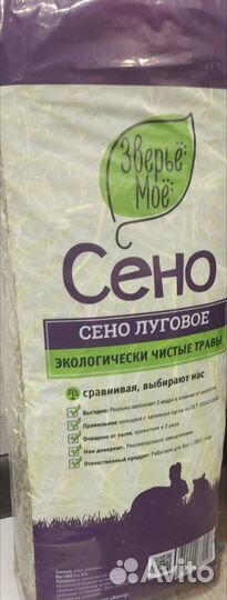 Морская свинка девочка