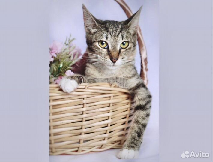 Красивая кошечка в дар