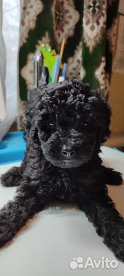 Кврликовый пудель