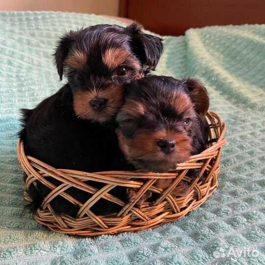 Йоркширский терьер