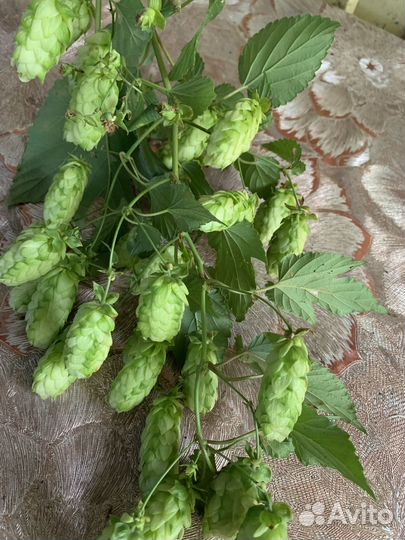 Хмель(шишки)