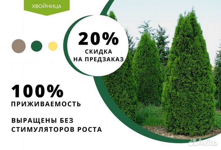 Туя Смарагд 1,8-2 м,Брабант,Колумна