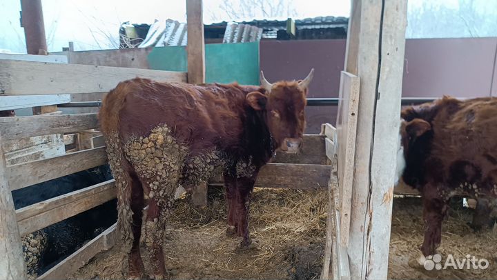 Номер хозяина скину пищите