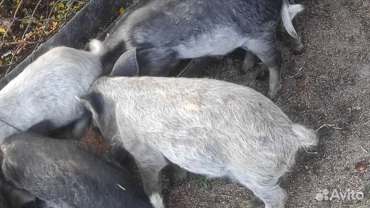 Поросята венгерской мангалицы