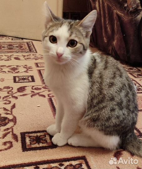 Кошка ласкушка
