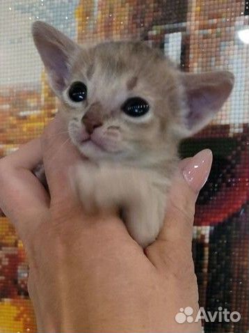 Абиссинская