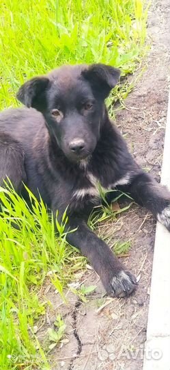 Щенок 3 месяца