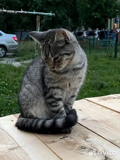 Девочка в добрые руки