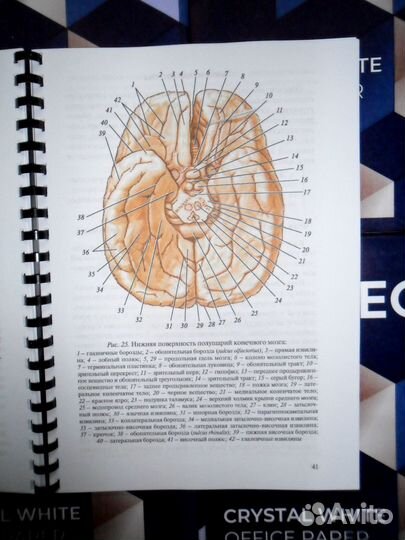 Анатомия нервной системы и органов чувств