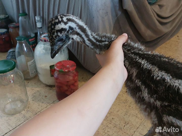 Редкая птица