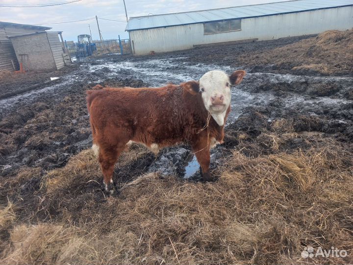 Коровы лошади