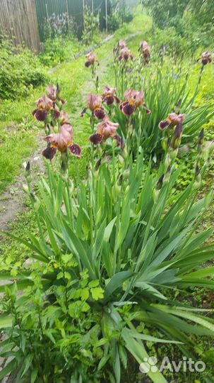 Ирисы бородатые