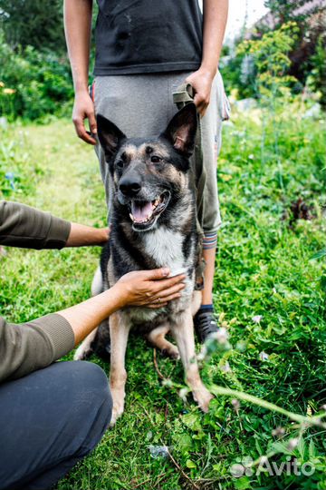 Отдам в добрые руки