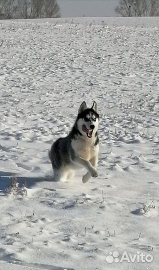 Вязка хаски