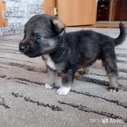 Щенки мальчик и девочка- 1.5 мес