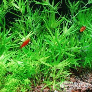 Растения для аквариума