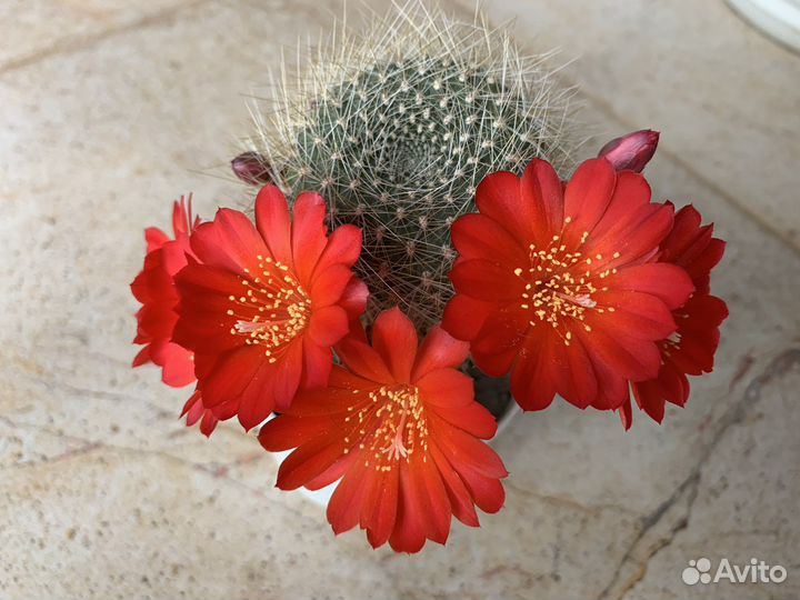 Кактус Ребуция укоренённые детки