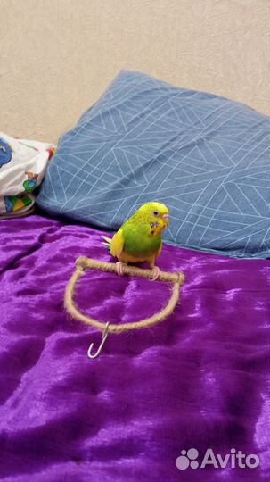 Волнистый попугай