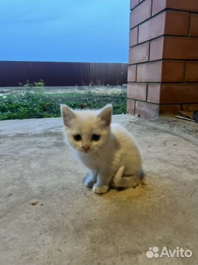 Белый котёнок