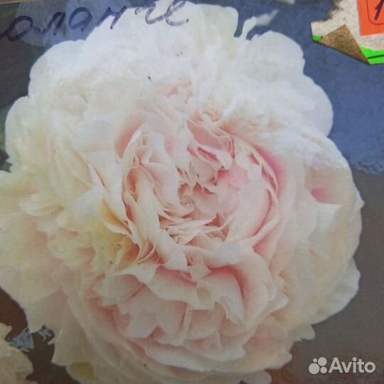 Корни пионов