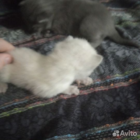 Котята в добрые руки бесплатно