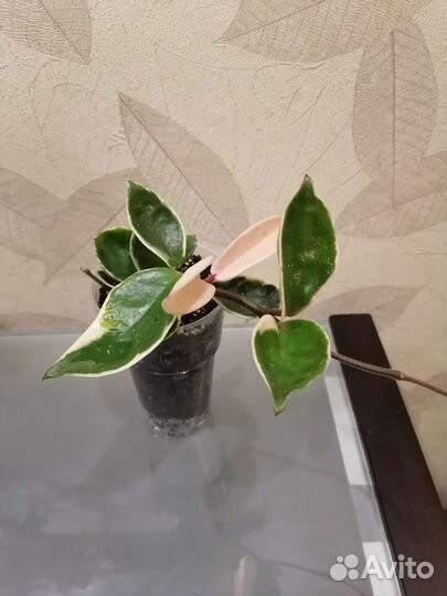 Хойи разные