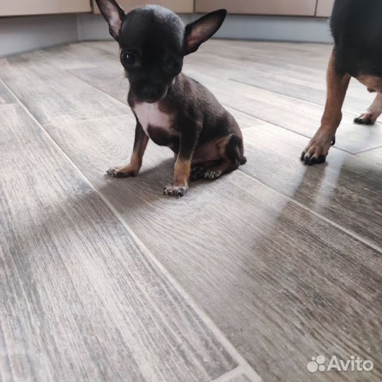 Той-терьер щенки