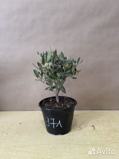 Оливковое дерево в горшке