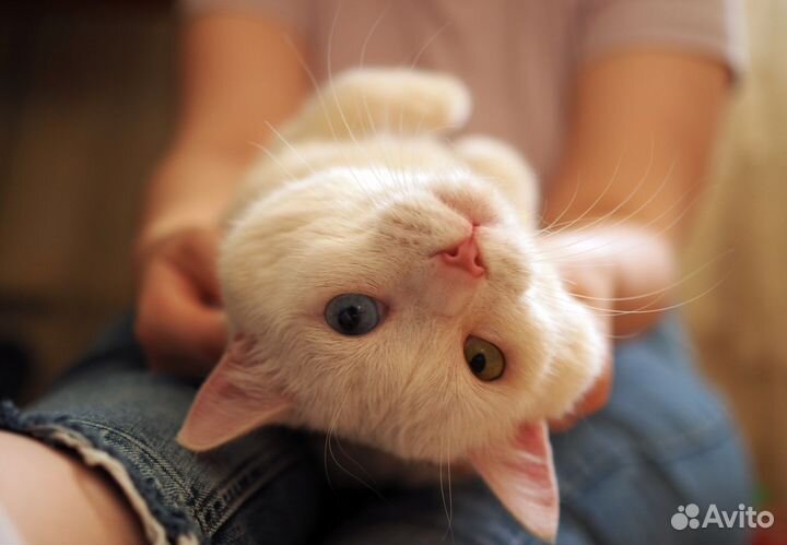 Брошенный разноглазый котик ищет дом