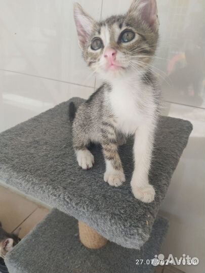 Котенок в дар