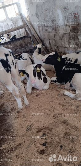 Бычки телки