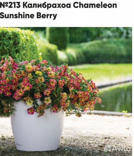 Калибрахоа 2