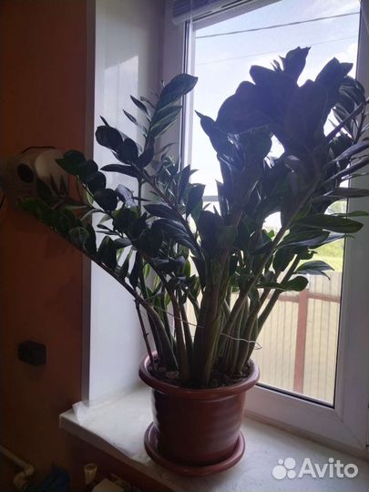 Замиокулькас